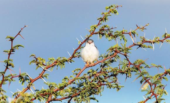 בזון גמדי | Dr P. Marazzi, Science photo Library