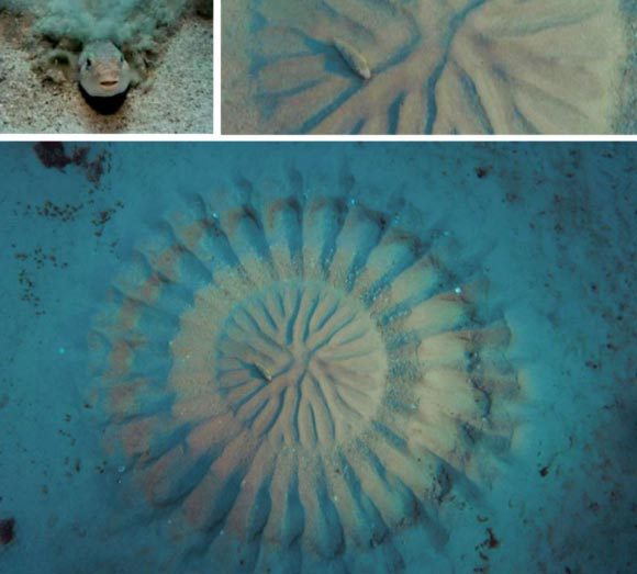 אמנות מעגלית על קרקעית הים | ויקיפדיה, נחלת הכלל