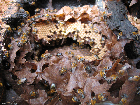 כוורת של דבורים חסרות עוקץ | ויקיפדיה, Elichten
