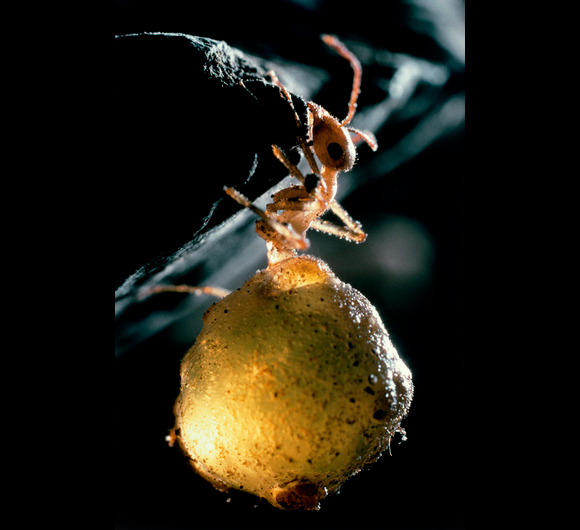 נמלת דבש מהמין Myrmecocystus mexicanus | צילום: Ean-Philippe Varin, Jacana, Science Photo Library