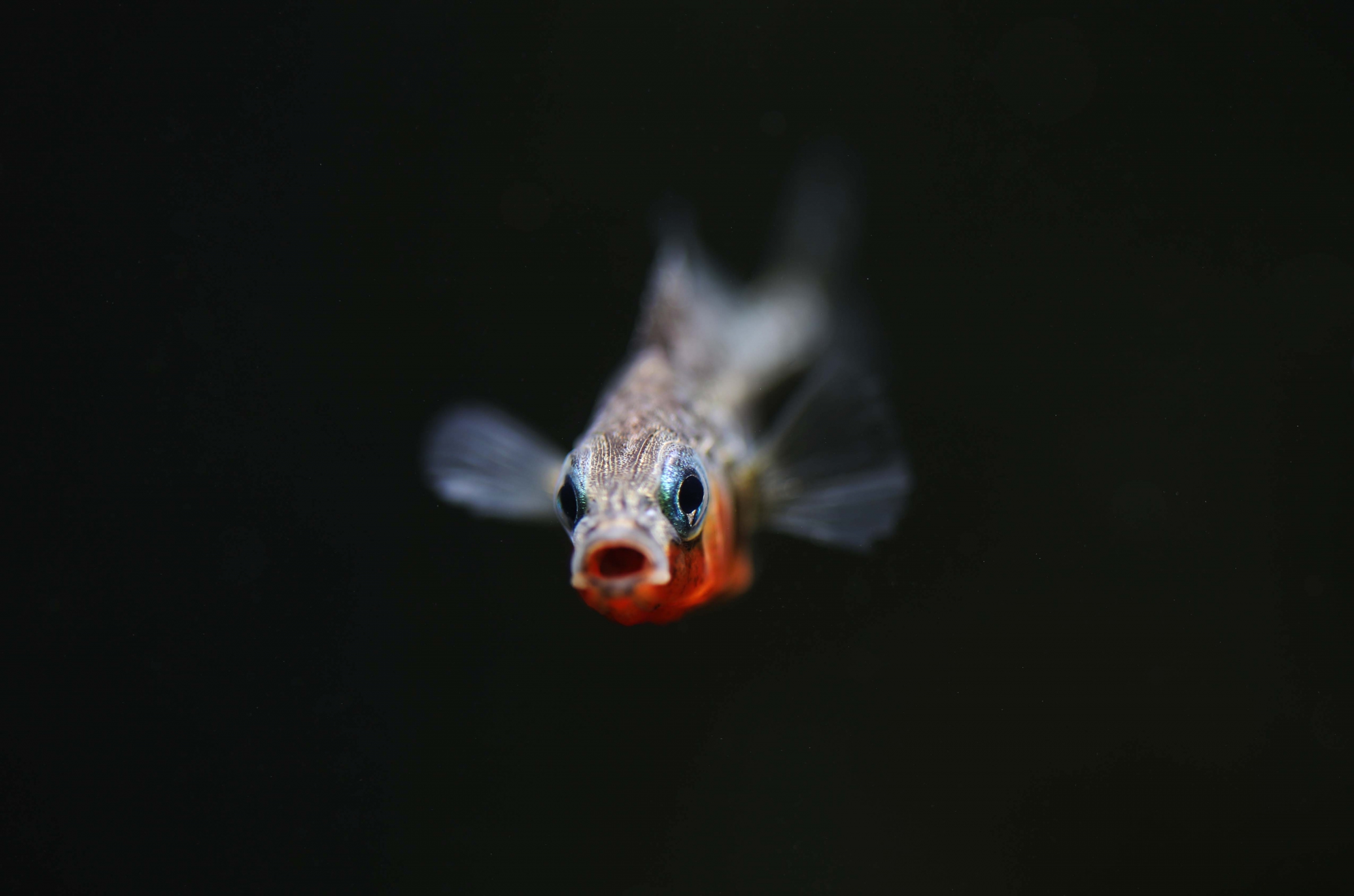 עוקצן תלת-קוצי, מתוך shuttrstock