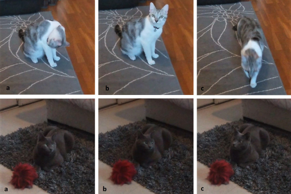 שני חתולים מהמחקר, לפני (משמאל), במהלך (באמצע) ואחרי שפנו אליהם | צילום: Charlotte de Mouzon