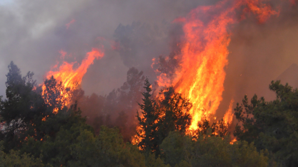 שריפת יער בכרמל | wideweb, Shutterstock