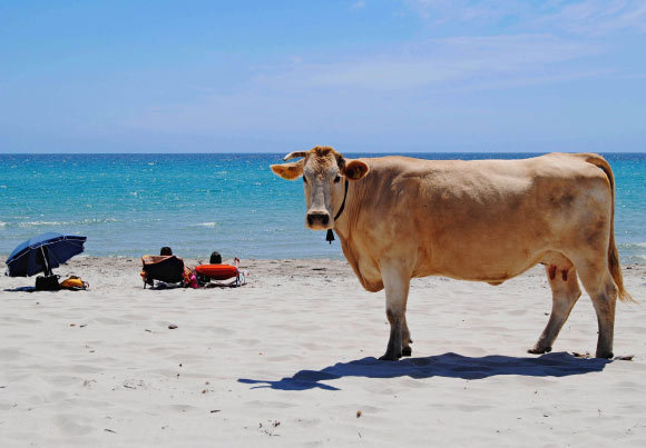 גם פרות שמעו על פתיחת עונת הרחצה פרה בחוף הים | Tore65, Shutterstock