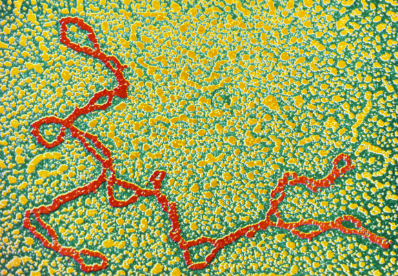 הרצף יכול להיות זהה אצל אלפי אנשים, וקשה לקבוע למי הוא שייך. DNA מיטוכונדרי | צילום: Science Photo Library