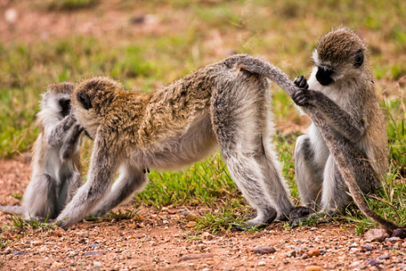 קופי גנון ירוק בקניה | צילום: PHOTOSTOCK-ISRAEL / SCIENCE PHOTO LIBRARY