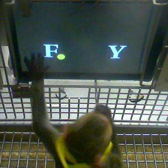 קוף מקוק בוחר בין שתי אותיות, כל אות מייצגת גמול טעים בגודל אחר | מקור: Margaret S. Livingstone et al. 