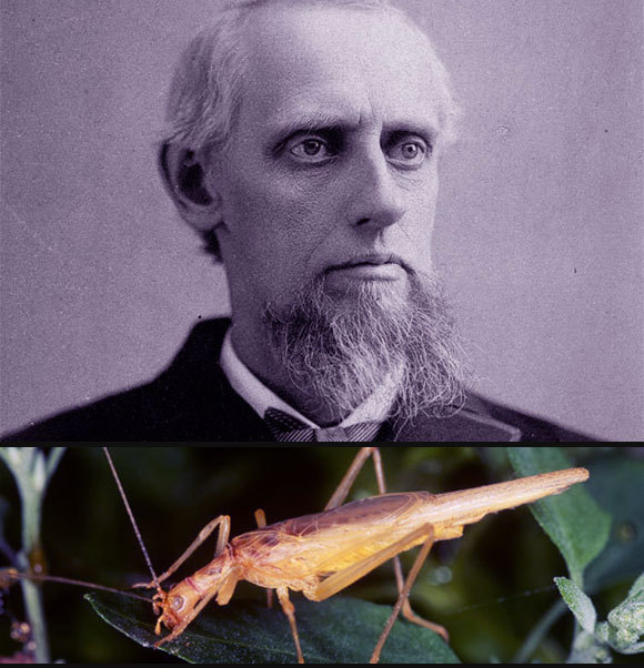 איימוס דולביר וצרצר העצים שעליו כנראה הסתמך בניסויים | צילומים:  MARYANN FRAZIER / SCIENCE PHOTO LIBRARY, Wikipedia, public domian