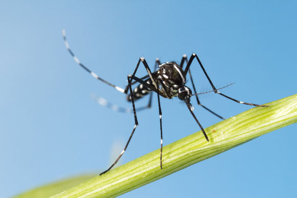 יתוש הטיגריס האסייתי Aedes albopictus | מקור: InsectWorld, Shutterstock