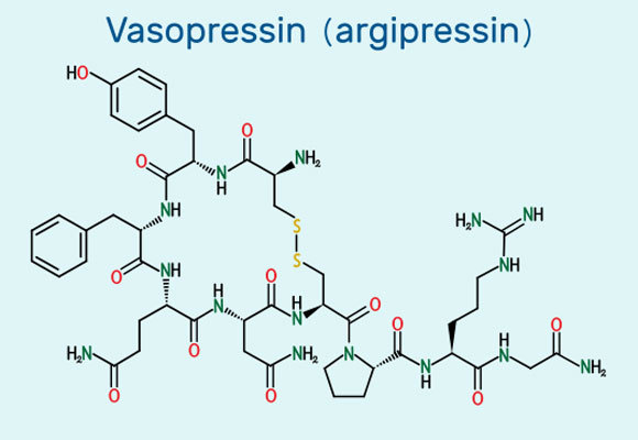 מולקולת וזופרסין | Bacsica, Shutterstock