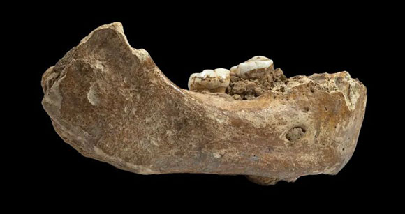 עצם לסת של אדם דניסובי | דונג-ז'ו ז'אנג וז'אן ז'אק הובלן