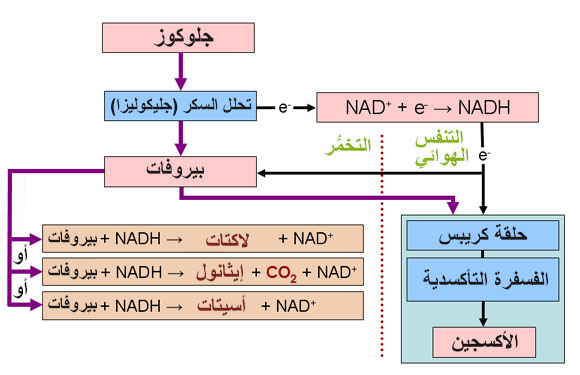 عمليات التنفس والتخمُّر | التخطيط من: ويكيبيديا