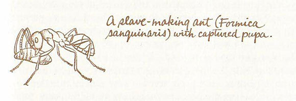 דרווין התוודה כי אינו יודע להסביר את ההתנהגות של נמלים בעלות עבדים | מתוך "מוצא המינים" מאת צ'רלס דרווין