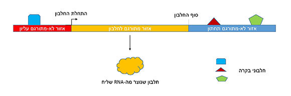 מתמקדים באזורי הבקרה של הגֵן, לא בחלק האחראי על מבנה החלבון. תרשים סכמטי של הגן עם אזורי הבקרה | איור: 