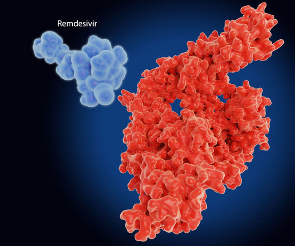 מולקולת התרופה רמדסביר (משמאל) ליד אנזים המטרה: RNA פולימראז | איור: JUAN GAERTNER / SCIENCE PHOTO LIBRARY