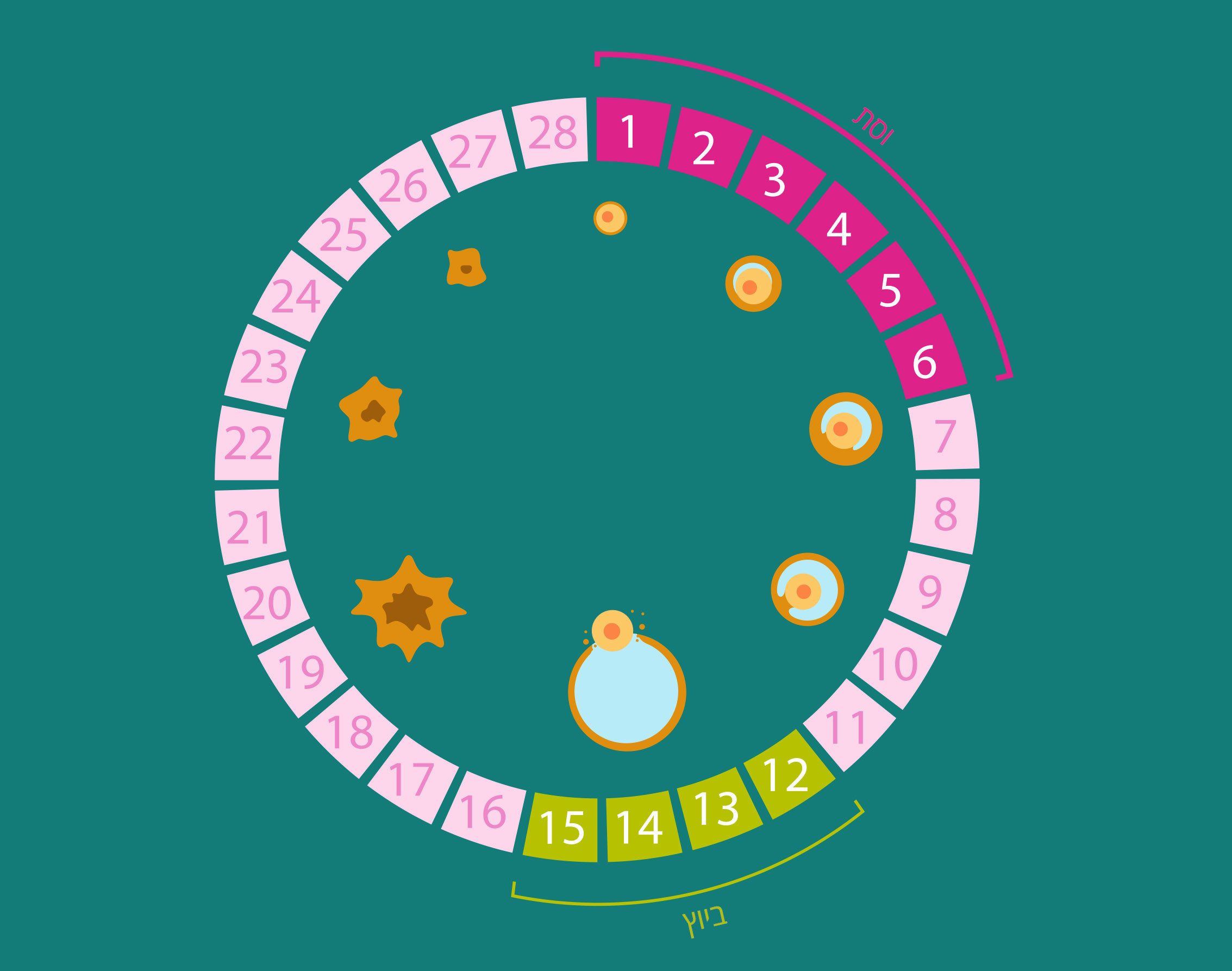 תופעות ומחלות רבות, גופניות ונפשיות, מושפעות מהמחזור החודשי | תרשים: PegasuStudio, Shutterstock