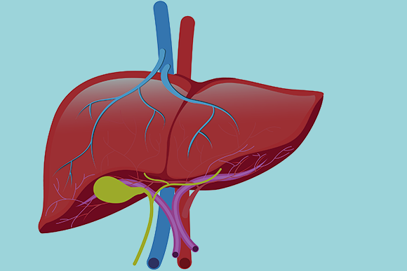הכבד ניזון גם מעורק וגם מווריד, ומחזיר דם ללב דרך וריד נוסף. איור: OHishiapply Shutterstock