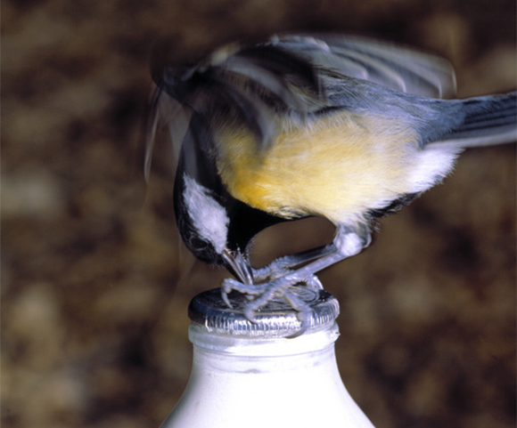 ציפורים ממשפחת הירגזים למדו לנקר את נייר האלומיניום שסוגר את הבקבוק כדי להגיע לחלב | Nigel Cattlin, Science Photo Library