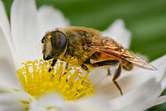 זבוב צאביק פרח | Cornel Constantin, Shutterstock