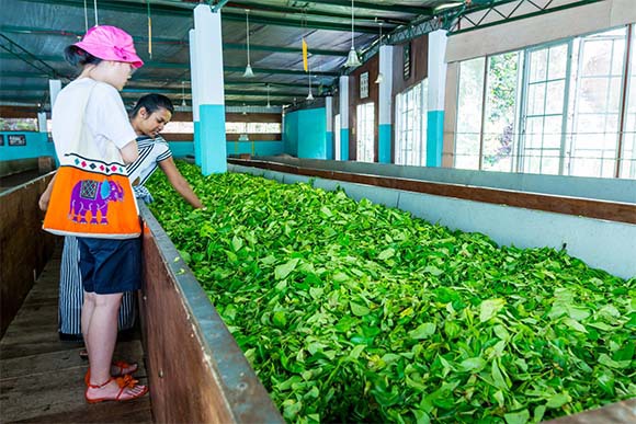 **תמונה של עלי תה ושתי נשים מסתכלות.מפעל לייצור תה בסרי לנקה. צילום: Victor Jiang Shutterstock