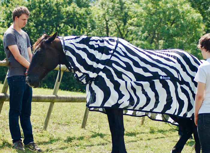 פורים הקדים השנה: אחד הסוסים במחקר בתחפושת הזברה ששימשה לבדוק את השפעת הפסים | צילום: טים קרו, אוניברסיטת קליפורניה, דייויס