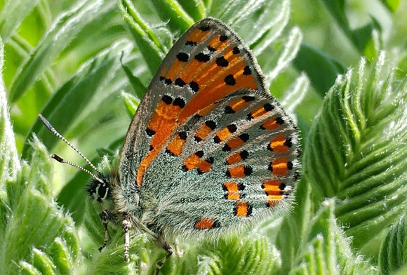 צמריר הקדד במצפור חגית | צילום: ישראל פאר