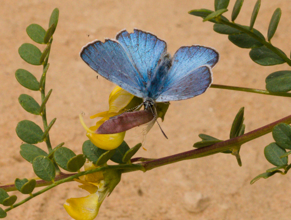 קרקשי הסנה זכר על קרקש צהוב בנחל לבן | צילום: ורה אלביץ (Albiez)