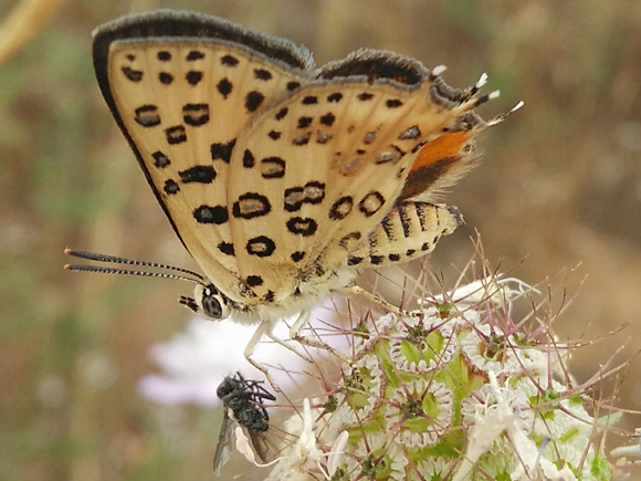 נחושתן הנמלים הגלילי מוצץ צוף מנזרית חופית בחדרה | צילום: אור קומאי