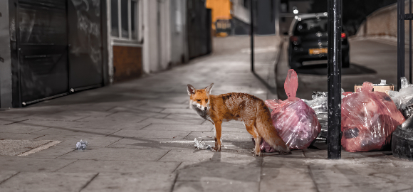 שועל מחפש מזון באשפה | צילום: bardzo.photo, Shutterstock