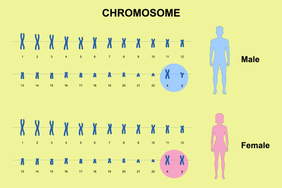 אילוסטרציה של כרומוזומים של זכר ונקבה | Shutterstock, Ody_Stocker