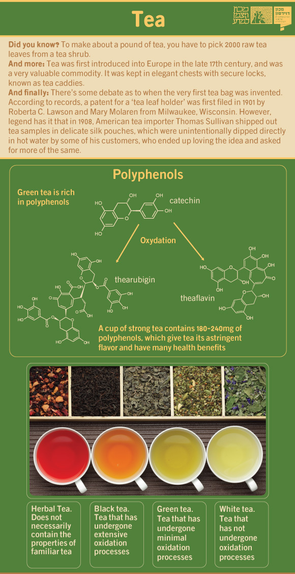The chemistry of tea. Illustration: Maria Gorochovsky, Davidson Institute of Science Education