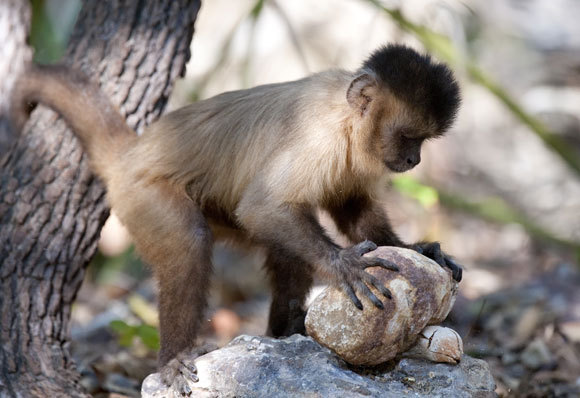 מתי עדיף לזנוח את המאמץ ומתי כדאי להמשיך? קוף קפוצ'ין מפצח אגוז בעזרת אבן בשמורת פרנאיבה בברזיל | צילום: BEN CRANKE / NATURE PICTURE LIBRARY / SCIENCE PHOTO LIBRARY