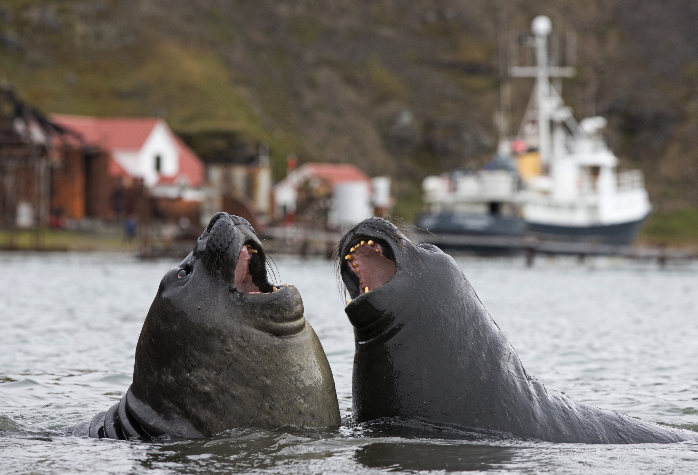 פילי ים על רקע ג'ורג'יה הדרומית, Science Photo Library
