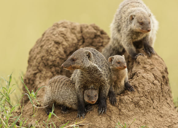  נמיה מפוספסת עם גוריה על תל של טרמיטים במזרח אפריקה | צילום: Danita Delimont