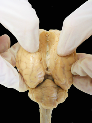 The two hemispheres of a sheep’s brain | Image: Wikipedia, aaronbflickr