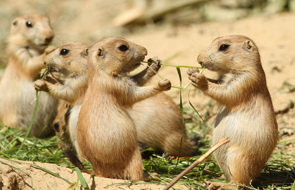 גורי נבחניות חולקים מזון | צילום: Henk Bentlage, Shutterstock