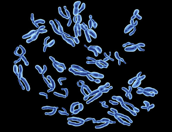  الكروموسومات البشريّة | رسم توضيحيّ: Alfred Pasieka / Science Photo Library