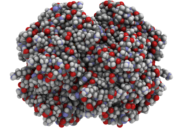 דמיית המבנה המולקולרי של החלבון המוגלובין | איור: StudioMolekuul, Shutterstock