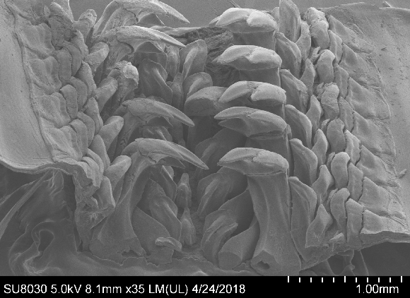 צילום מיקרוסקופ אלקטרונים סורק של שיניו הבוגרות של הכיטון | קרדיט: Northwestern University