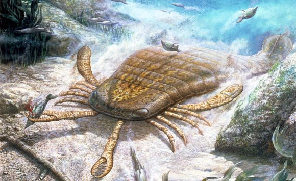 שילם את המחיר על ההתפרצות הגעשית? עקרב מים (Eurypterid) שנכחד בסוף תקופת הפרם | איור: Science Photo Library
