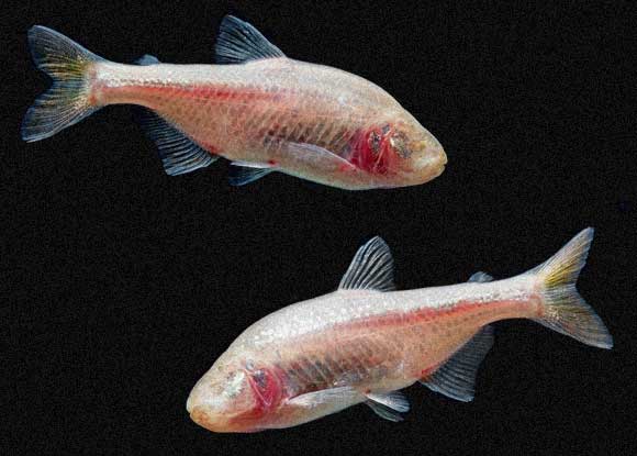 איבדו את העיניים לגמרי, לא הגדילו אותן. דגי מערות מקסיקניים Astyanax fasciatus mexicanus | צילום: Shutterstock