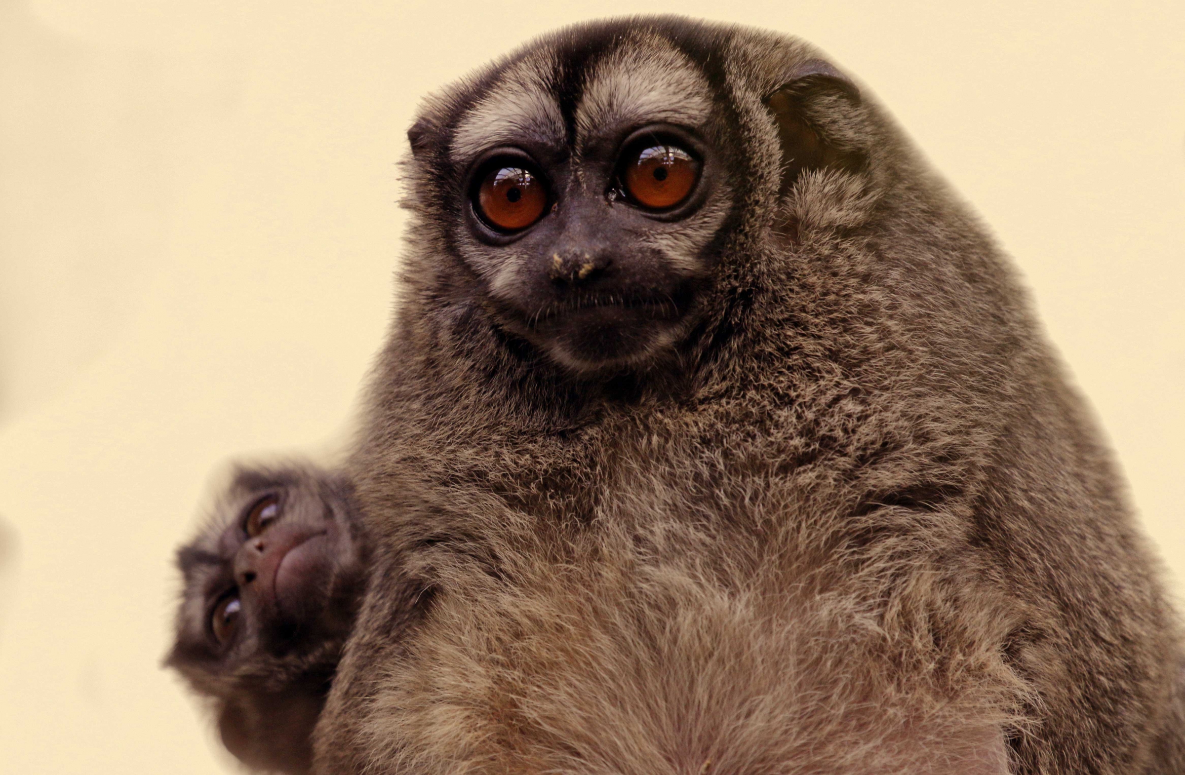 עיניים גדולות לראייה באור קלוש. קוף ינשוף אפור בטן | צילום: Shutterstock