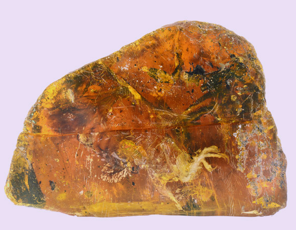 חיכה 99 מיליון שנה. האפרוח שנלכד בתוך גוש ענבר | מקור:  Lida Xing et al. (2017), doi: 10.1016/j.gr.2017.06.001