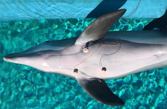 في الصّورة: يظهر دولفين موصول بأقطاب كهربائيّة تقيس نبضات القلب | Mirage, Siegfried and Roy's Secret Garden and Dolphin Habitat