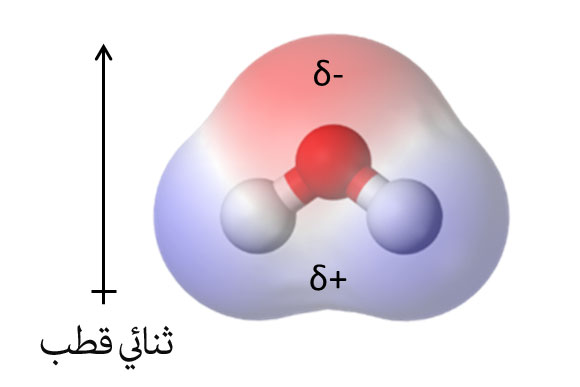 التّقطّب الموجود في جزيء الماء وثنائي القطب الّذي يمَثّله│التّخطيط مأخوذ من ويكيبيديا