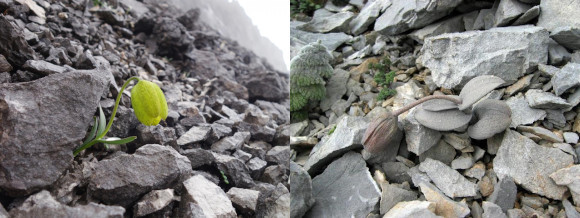 פריטילריה מוסווה (ימין) וללא הסוואה (שמאל) | צילום: Yang Niu