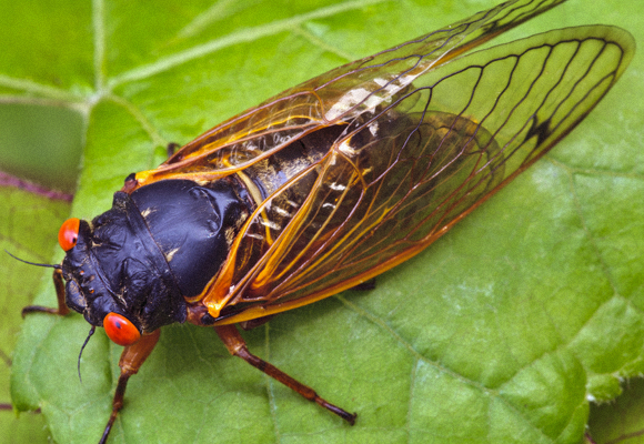 The 17-year cicada. | Photo: Shutterstock