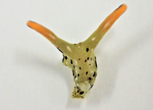 ראש של חשופית מיד לאחר הקטיעה | Sayaka Mitoh