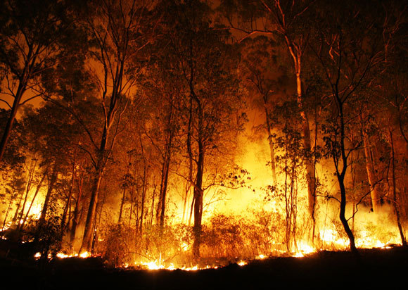 توجد لحرق الغابات آثار بيئية قاسية ولكنه لن يؤدي إلى نفاد الأكسجين | تصوير: Peter J. Wilson, Shutterstock