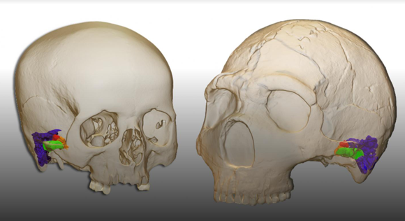 שחזור מבנה האוזן ועצמות השמע אצל ניאנדרטל (מימין) לעומת אדם מודרני | איור: Mercedes Conde-Valverde, BINGHAMTON UNIVERSITY